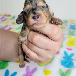 Black and tan dapple 1 (3208.56) - Dapple female Dachshund puppy in Belle Rive, Illinois from Akin's Miniature Dachshunds, LLC