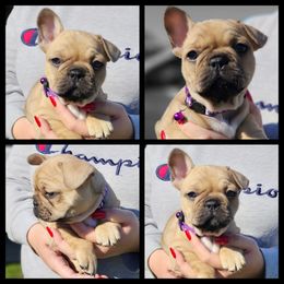 French Bulldog Puppies from Danielle's Frenchies