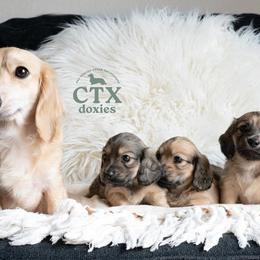 Dachshund Puppies from CTX Doxies