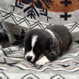 Alex - Black and tan male American Corgi puppy in Washington, Arkansas from Foxy Knoll Farm