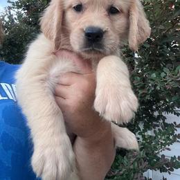 Teal collar - Golden female Golden Retriever puppy in Jesup, Georgia from Painted Platinum Retrievers (Painted Platinum Kennel) PPK