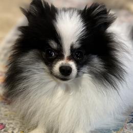 Pomeranians from Ruby's Poms