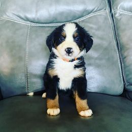 Bernese Mountain Dog Puppies from Blue Ridge Bernese