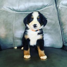 Bernese Mountain Dog Puppies from Blue Ridge Bernese