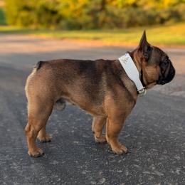 Moose - French Bulldog