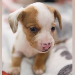 Dachshund Puppies from Purpleheartdoxies