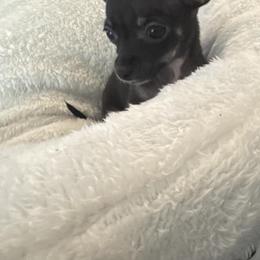 Mrs stormy - Black and tan female Chihuahua puppy in Las Vegas, Nevada from Quality Poms Chihuahua Yorkies of Las vegas