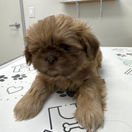 Daisy - Gold female Shih Tzu puppy in Azusa, California from RJ Shih Tzu lover