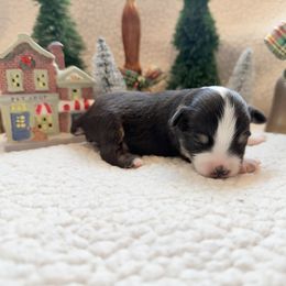 Prancer - Black tri male Toy Australian Shepherd puppy in Aurora, Missouri from Sweet Peach Puppies