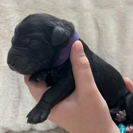 Dominion - Black male Goldendoodle puppy in Lancaster, Pennsylvania from Doodles in the Skye