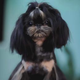 Dashing - Shih Tzu