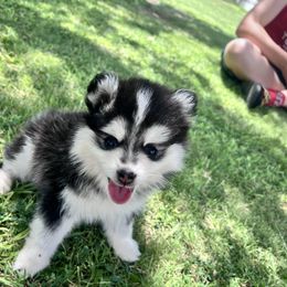 Fae - Black and white female Pomsky puppy in Amarillo, Texas from Pom Pom Pomskies