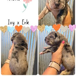 Jasmine - Merle female Great Dane puppy in Sac City, Iowa from Northern Great Danes of Colorado & Iowa