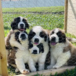 Saint Bernard Puppies from Southern Saints