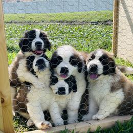 Saint Bernard Puppies from Southern Saints