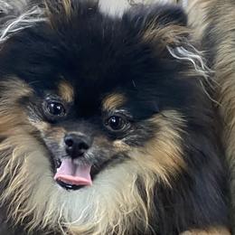 Pine & Sea’s Little Black Bear - Pomeranian