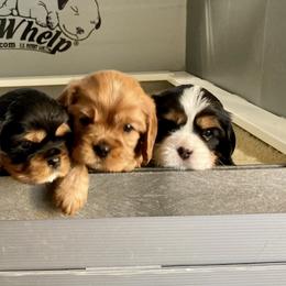 Cavalier King Charles Spaniel and Poodle Puppies from Central Coast Standard Poodles & Cavaliers