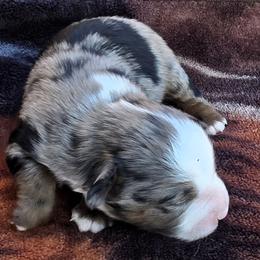 Winger - Blue merle male Miniature Australian Shepherd puppy in Spirit Lake, Idaho from Gemstone Ridge Mini Aussies