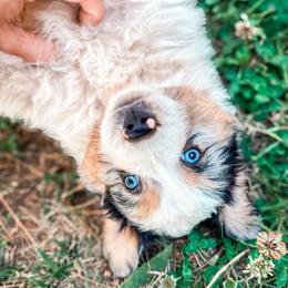 Talen - Blue merle male Miniature Australian Shepherd puppy in Shingletown, California from Whiskeytown Aussies
