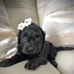 Velvet - Black female Cockapoo puppy in Tampa, Florida from Designer Puppy Boutique
