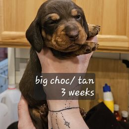 Standard Girl-Diana - Chocolate and tan female Dachshund puppy in La Pine, Oregon from Lil Deschutes
