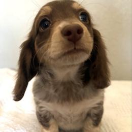 Dixie - Piebald female Dachshund puppy in Gold Canyon, Arizona from Silverking Kennels