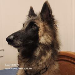 Belgian Tervuren All Grown Up from Baulerschmidt Belgians