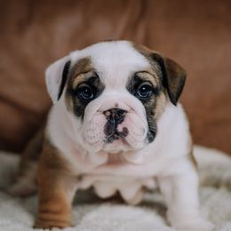 Sycamore - Red female Bulldog puppy in Sabinal, Texas from Cazares Royal Lineage Bulldogs