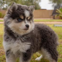 Bo peep - Gray and white female Pomsky puppy in Mesa, Arizona from Platinum Pomskies