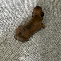 G1 - Brindle female Dachshund puppy in Harpers Ferry, West Virginia from Brandie Kelley