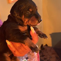 Male puppy - Doberman Pinscher