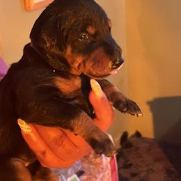 Male puppy - Doberman Pinscher
