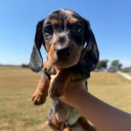 Trooper - Dapple male Dachshund puppy in Seymour, Missouri from High Prairie Kennel
