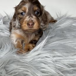 Dachshund Puppies from That Beautiful Dachshund