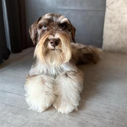 Hannah - Miniature Schnauzer