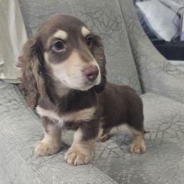Champagne - Chocolate and cream male Dachshund puppy in Citra, Florida from My Loyal Treasures