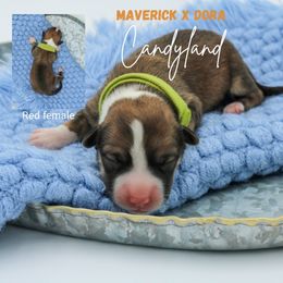 Candyland - Sable female Pembroke Welsh Corgi puppy in Walsh, Colorado from Wilson Ranch Corgis