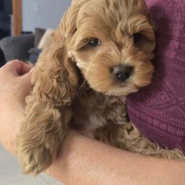 My Melody - Golden female Cockapoo puppy in Conklin, Michigan from Lake Michigan Couture Cavapoos & Cockapoos
