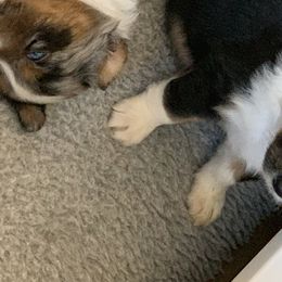 "Sold" Miniature American Shepherd Puppies from Tenley’s Miniature American Shepherds