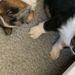 "Sold" Miniature American Shepherd Puppies from Tenley’s Miniature American Shepherds