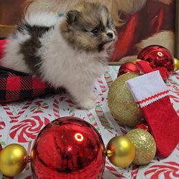 Autumn - Tri-colored female Pomeranian puppy in Ontario, Oregon from S'more Pomeranians
