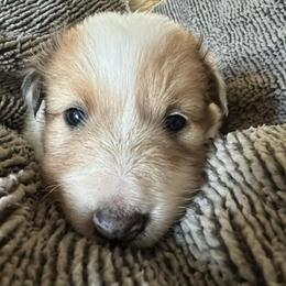 Honey - Sable merle and white female Shetland Sheepdog puppy in Kerville, Texas from Cedar Hill Kennels