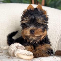 Elio - Black and gold male Yorkshire Terrier puppy in North Port, Florida from Noble Pets