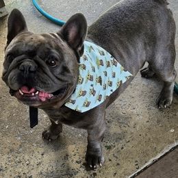 Jager - French Bulldog