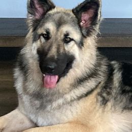 Stormy - German Shepherd