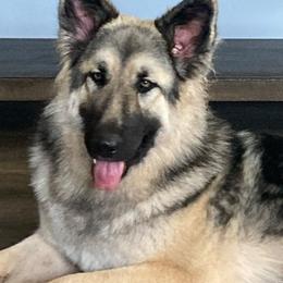 Stormy - German Shepherd