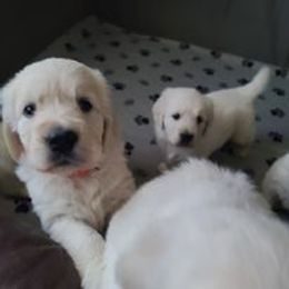 Golden Retriever Puppies from Smokey Mountain English Goldens