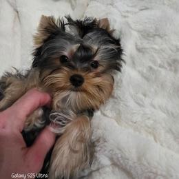 Tanner - Black and tan male Yorkshire Terrier puppy in Salem, Missouri from Tiny Tot Yorkies