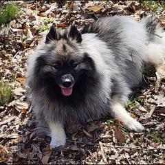 Raspberry - Keeshond