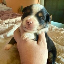 Clubs - Black tri male Miniature Australian Shepherd puppy in Gatesville, Texas from Southern Promise Aussie’s